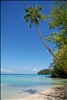 Coconut tree and lagoon, Huahine